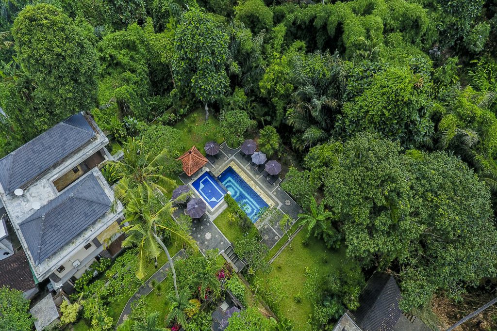 The Sacred White Herons of Petulu: Ubud’s Living Evening Legend